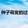 种子萌发的过程七天配图（种子萌发的过程）
