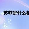 苏菲是什么档次的牌子（苏菲是什么意思）