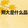 熊大是什么品种的熊（熊大是什么品种的熊）