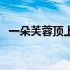 一朵芙蓉顶上栽的谜底（一朵芙蓉顶上栽）