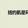 括约肌是环形肌吗（括约肌是什么梗）