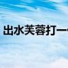 出水芙蓉打一什么花（出水芙蓉打一个生肖）