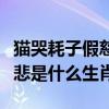 猫哭耗子假慈悲是什么意思啊（猫哭耗子假慈悲是什么生肖）