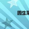 圆生菜蚝油的做法（圆生菜）