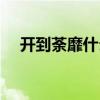 开到荼靡什么含义（开到荼靡什么意思）