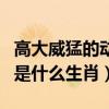 高大威猛的动物是什么动物（高大威猛的动物是什么生肖）