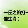 一丘之貉打一最佳生肖动物（一丘之貉打一最佳生肖）