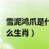 雪泥鸿爪是什么意思打一生肖（雪泥鸿爪是什么生肖）