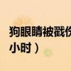 狗眼睛被戳伤多久能恢复（狗狗戳了我两个多小时）
