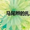 马尾辫的扎法技巧（马尾辫的扎法图解）