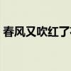 春风又吹红了花蕊图片（春风又吹红了花蕊）