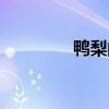 鸭梨的产地（鸭梨的产地）