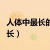 人体中最长的细胞是(人体中最长的细胞有多长) 人体中最长的细胞是(人体中最长的细胞有多长)
