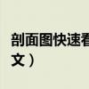 剖面图快速看懂的巧妙方法是什么（剖面图英文）