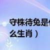 守株待兔是什么意思20个字（守株待兔是什么生肖）