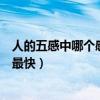 人的五感中哪个感觉反应最快的（人的五感中哪个感觉反应最快）