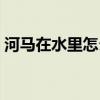 河马在水里怎么移动的（河马在水里怎么走）