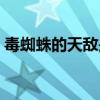毒蜘蛛的天敌是什么（毒蜘蛛的天敌是什么）