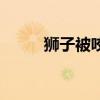 狮子被咬掉下巴（狮子被爱俘获）