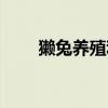 獭兔养殖利润分析（獭兔养殖利润）