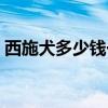 西施犬多少钱一只图片（西施犬多少钱一只）