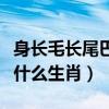 身长毛长尾巴长猜生肖（身长体长尾毛长是指什么生肖）