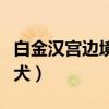 白金汉宫边境牧羊犬价格（白金汉宫边境牧羊犬）