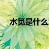 水笕是什么意思图片（水笕是什么意思）