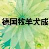 德国牧羊犬成年价格（德国牧羊犬幼犬价格）