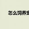怎么饲养宠物兔子（如何饲养宠物兔）