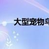 大型宠物鸟有哪些品种（宠物鸟种类）