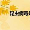 昆虫病毒是dna还是rna（昆虫病毒）