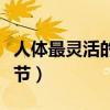 人体最灵活的关节是髋关节（人体最灵活的关节）