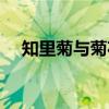 知里菊与菊花功效有什么区别(知里菊) 知里菊与菊花功效有什么区别(知里菊)