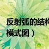 反射弧的结构模式图正确的是（反射弧的结构模式图）