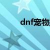 dnf宠物撒共宠物（dnf宠物撒共）