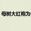 母树大红袍为什么叫三棵六株（母树大红袍）