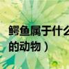 鳄鱼属于什么类的动物英语（鳄鱼属于什么类的动物）