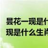昙花一现是什么生肖百度找最佳答案（昙花一现是什么生肖）