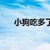 小狗吃多了撑死前症状（小狗吃多了）