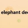 elephant dee是什么意思(Elephant Dee) elephant dee是什么意思(Elephant Dee)