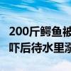 200斤鳄鱼被吓后待水里溺死!（200斤鳄鱼被吓后待水里溺死）