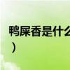 鸭屎香是什么茶是哪里产的（鸭屎香是什么茶）