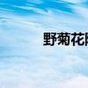 野菊花陈创赏析（野菊花 陈创）