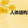 人体结构素描站姿（人体结构素描）