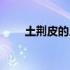 土荆皮的入药部位（土荆皮的作用）