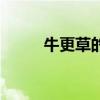 牛更草的功效与及用量（牛更草）
