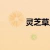 灵芝草主要治什么病（灵芝草）