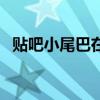 贴吧小尾巴在哪里设置（贴吧助手小尾巴）