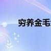 穷养金毛犬怎么养（金毛犬怎么养）